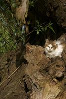 Cjp_2011_04_10_072331.jpg