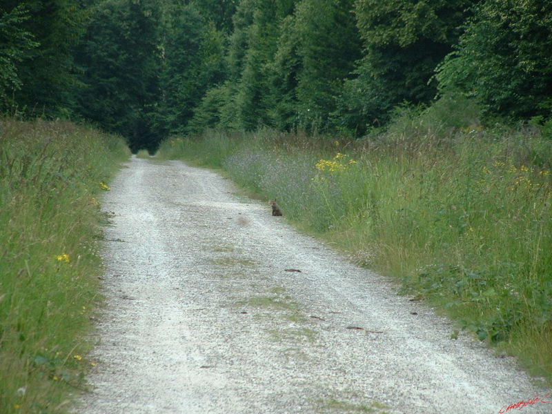 Cjp_2002_0630_130305AA.jpg