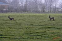 Cjp_2008_02_09_185317.jpg