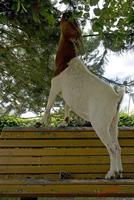 Cjp_2008_07_12_155810_R.jpg