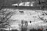 Cjp_2009_01_09_120821_2NB.jpg
