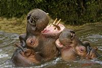 Cjp_2009_02_23_114428_R2.jpg