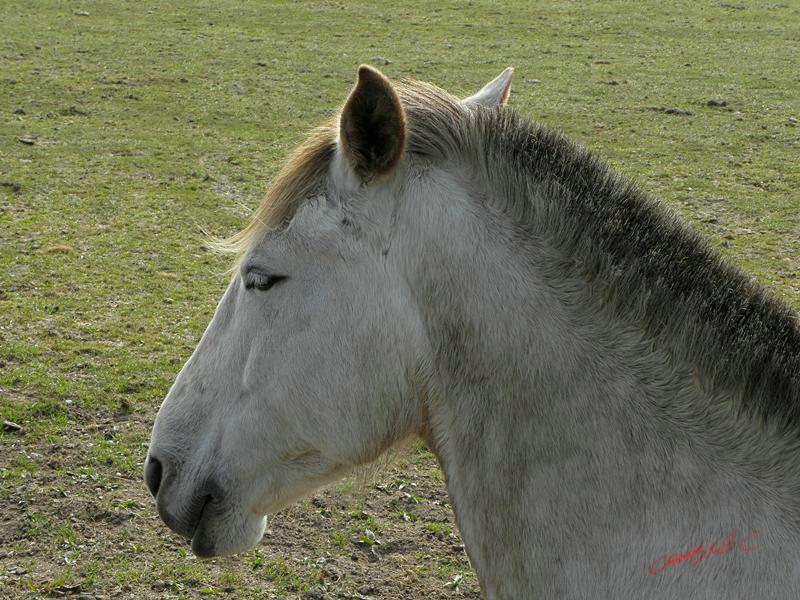 Cjp_2009_04_04_105150_R.jpg