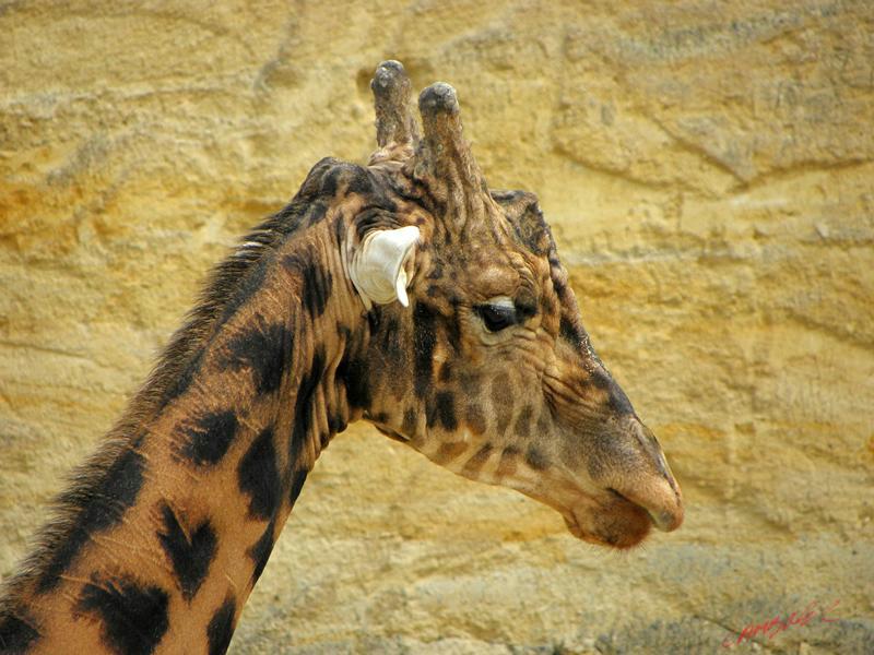 Cjp_2009_04_14_152138_R.jpg