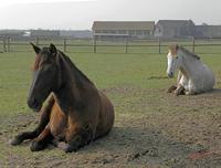 Cjp_2009_04_04_104234_R2.jpg