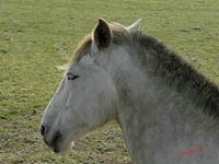 Cjp_2009_04_04_105150_R.jpg