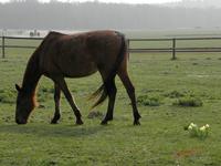 Cjp_2009_04_04_105432_R.jpg