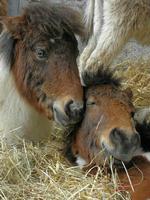 Cjp_2009_04_04_112515_R2.jpg