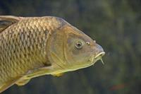 Cjp_2009_04_09_090745.jpg