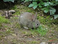 Cjp_2009_04_14_125703_R.jpg