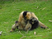 Cjp_2009_04_14_133437_R.jpg
