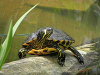 Cjp_2009_04_14_151415_R.jpg