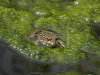Cjp_2009_04_14_151436_R.jpg