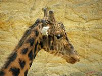 Cjp_2009_04_14_152138_R.jpg
