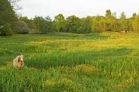 Cjp_2009_05_05_203214_R.jpg