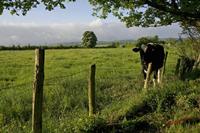 Cjp_2009_05_06_085425.jpg