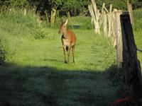 Cjp_2009_05_23_074017.jpg