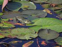 Cjp_2009_05_29_090029.jpg