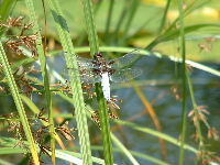 Cjp_2002_0708_140315AA.jpg