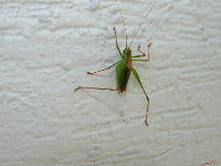 Cjp_2002_0909_162957AA.jpg