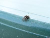 Cjp_2003_05_30_172950.jpg