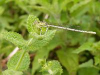 Cjp_2003_07_23_152212.jpg