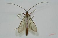 Cjp_2006_03_28_005439_2.JPG