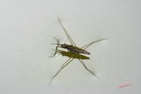 Cjp_2006_04_11_153233.JPG