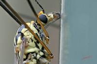 Cjp_2006_05_05_104633_2.jpg