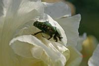 Cjp_2006_06_03_091549.JPG