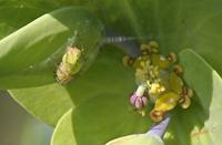 Cjp_2006_06_03_094511_RZ5.jpg