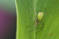 Cjp_2006_06_05_101421_RZ5.jpg