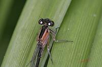 Cjp_2006_06_05_135703_RZ5.jpg