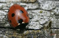 Cjp_2006_06_05_142009_RZ5.jpg