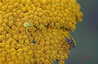 Cjp_2006_06_28_212628_RZ5.jpg