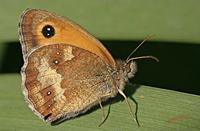 Cjp_2006_07_11_082846_RZ5.jpg