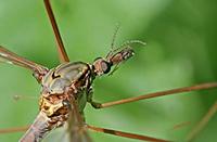 Cjp_2006_07_11_093400_RZ5_2.jpg