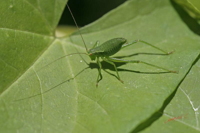 Cjp_2007_07_19_140150.jpg