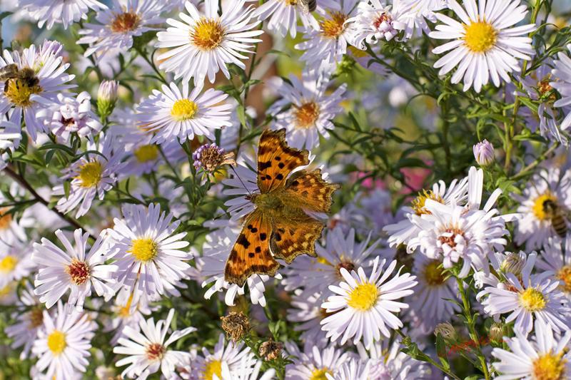 Cjp_2008_10_11_171025.jpg