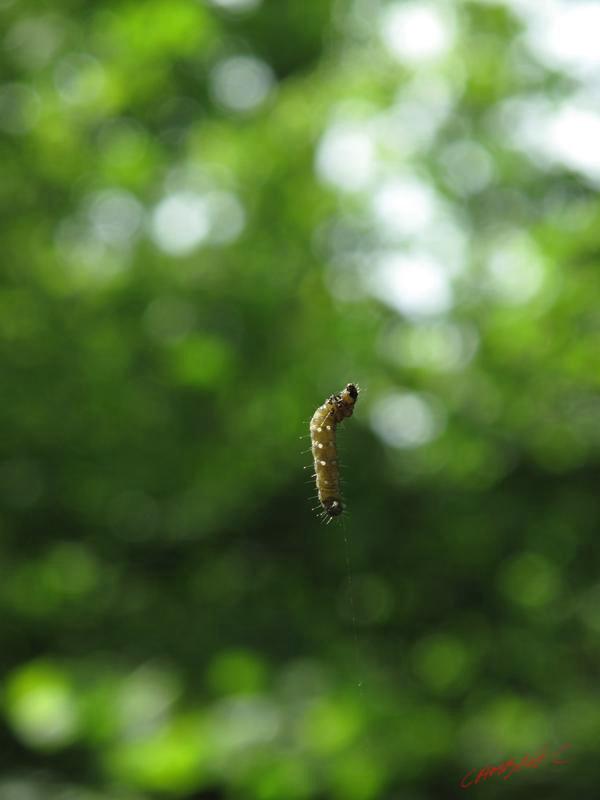 Cjp_2009_05_20_161615.jpg