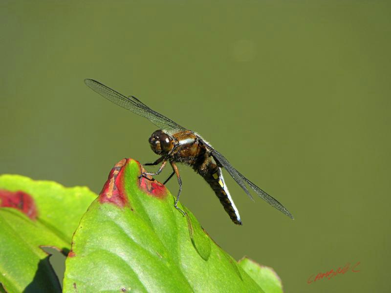 Cjp_2009_05_29_145930.jpg
