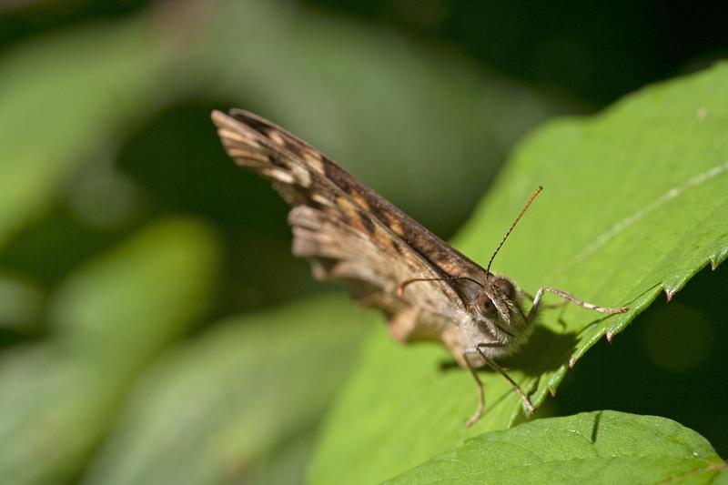 Cjp_2010_07_18_080939.jpg
