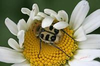 Cjp_2007_06_26_155901.jpg
