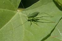 Cjp_2007_07_19_140150.jpg