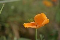 Cjp_2007_07_21_181204.jpg