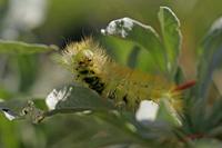 Cjp_2007_10_06_142838_2.jpg