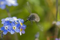 Cjp_2008_05_03_151530_CRW.jpg