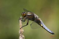 Cjp_2008_05_14_153503.jpg
