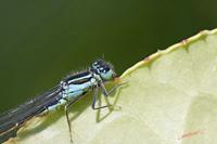 Cjp_2008_05_20_153330.jpg