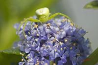 Cjp_2008_05_20_165218.jpg